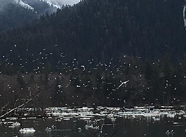 Birds over water eating oolichan fish