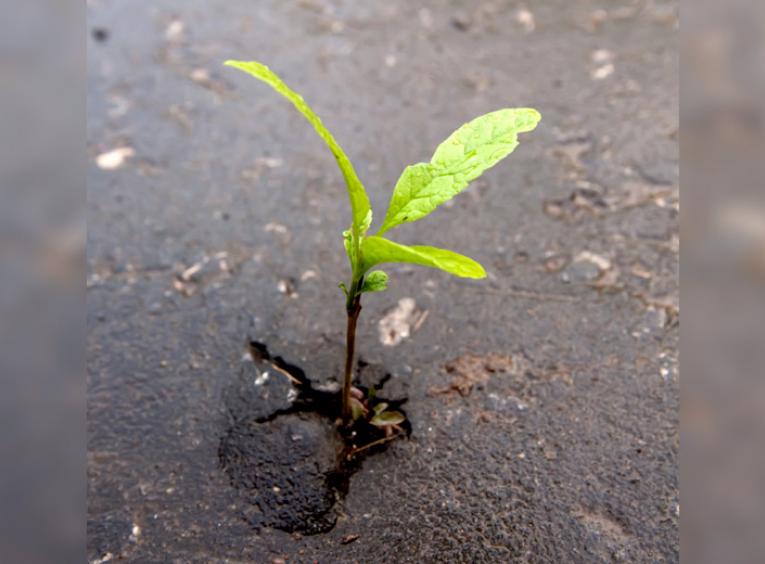 A plant grows out of a crack in asphalt.